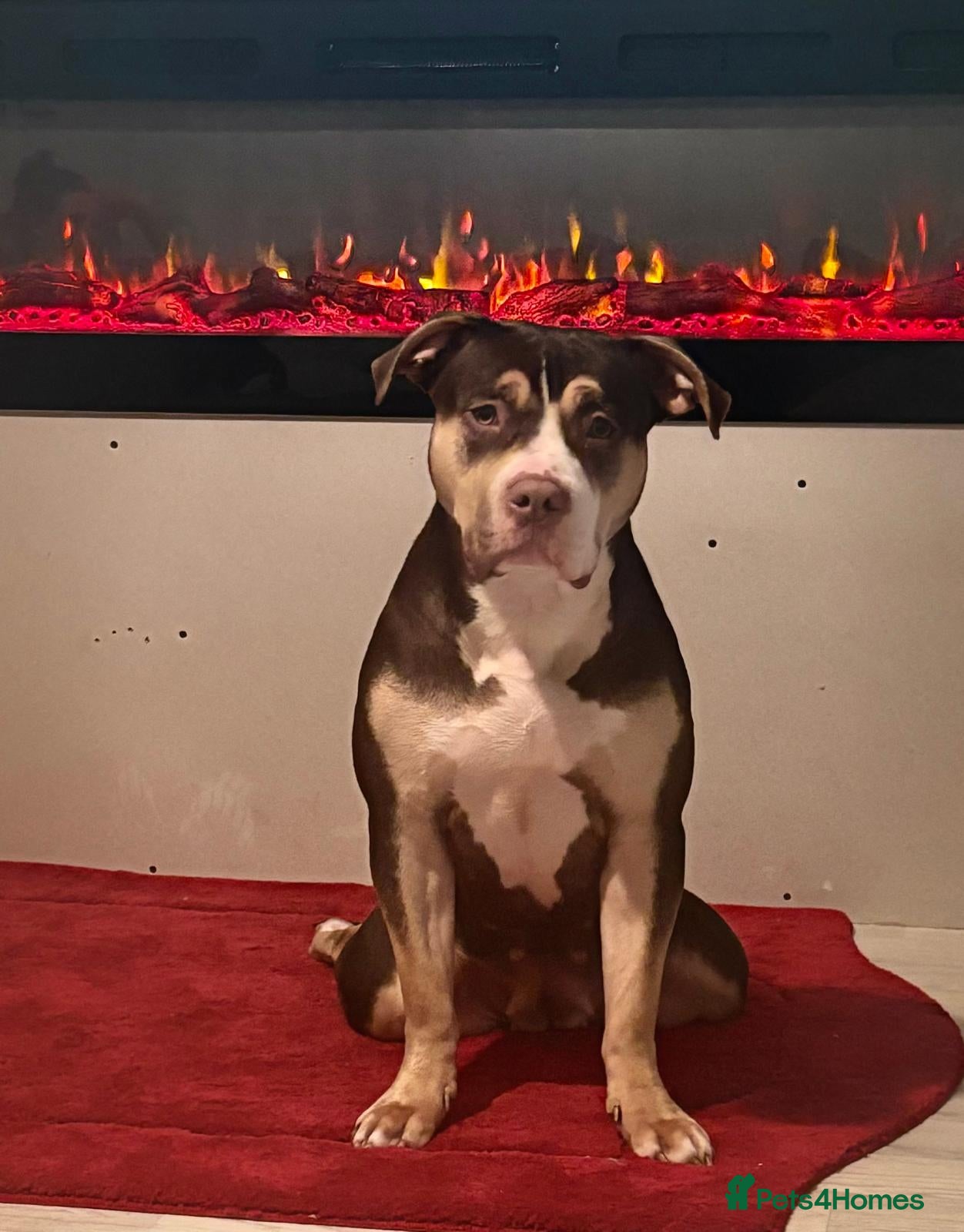 Mixed Breed dogs Standard American bully - Advert 12