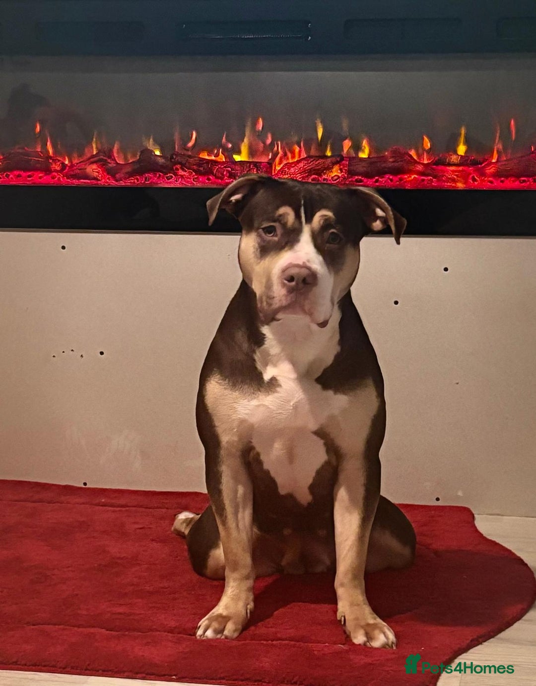 Mixed Breed dogs for sale: Standard American bully - Advert 1