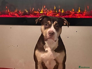 Mixed Breed dogs Standard American bully - Advert 3