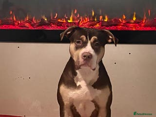 Mixed Breed dogs Standard American bully - Advert 15