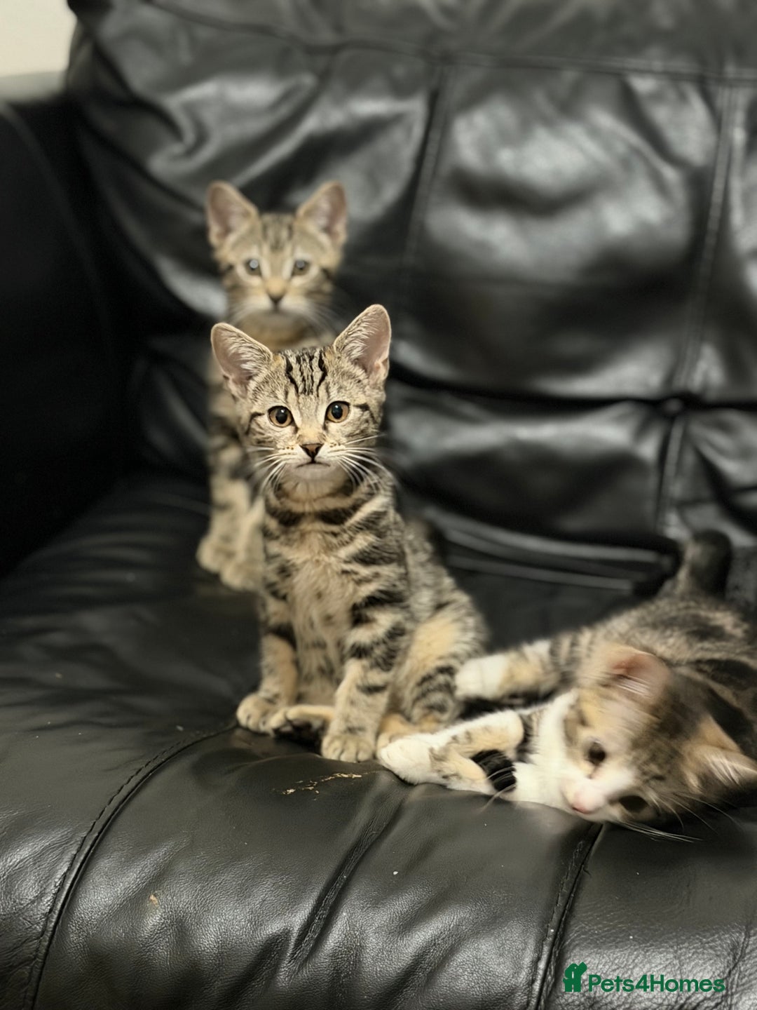 Domestic Shorthair cats for sale: Kittens for sale - Advert 8