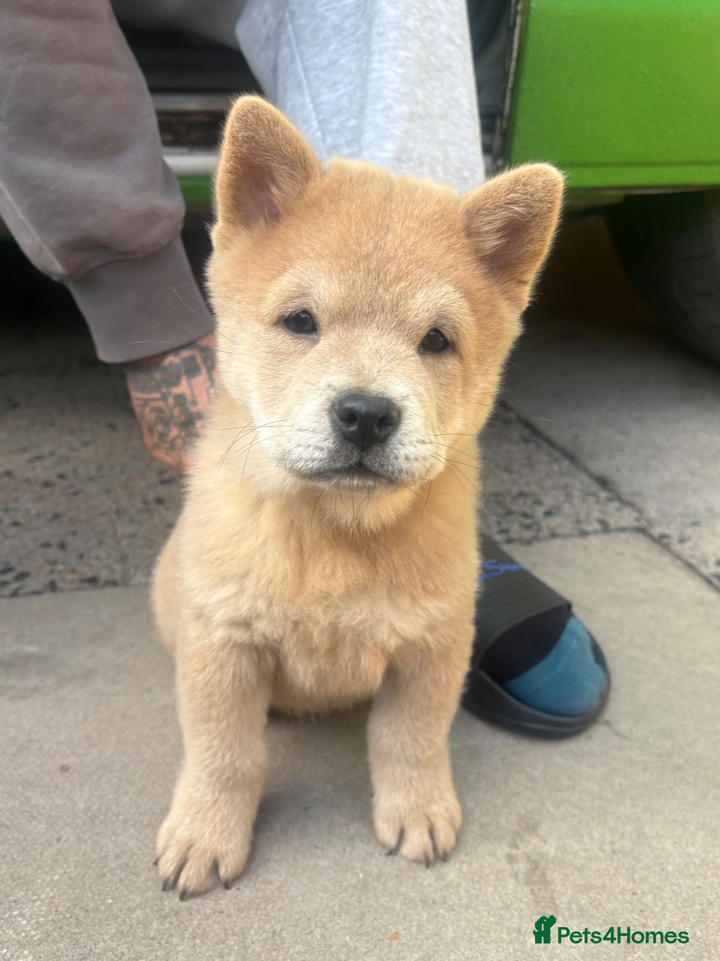 Chow Chow dogs Looking for a forever home 🏠  - Advert 10