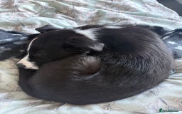 Border Collie dogs for sale: 12 week old Border Collie Male - Image 3