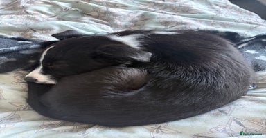 Border Collie dogs - Advert 4