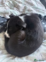 Border Collie dogs - Advert 4