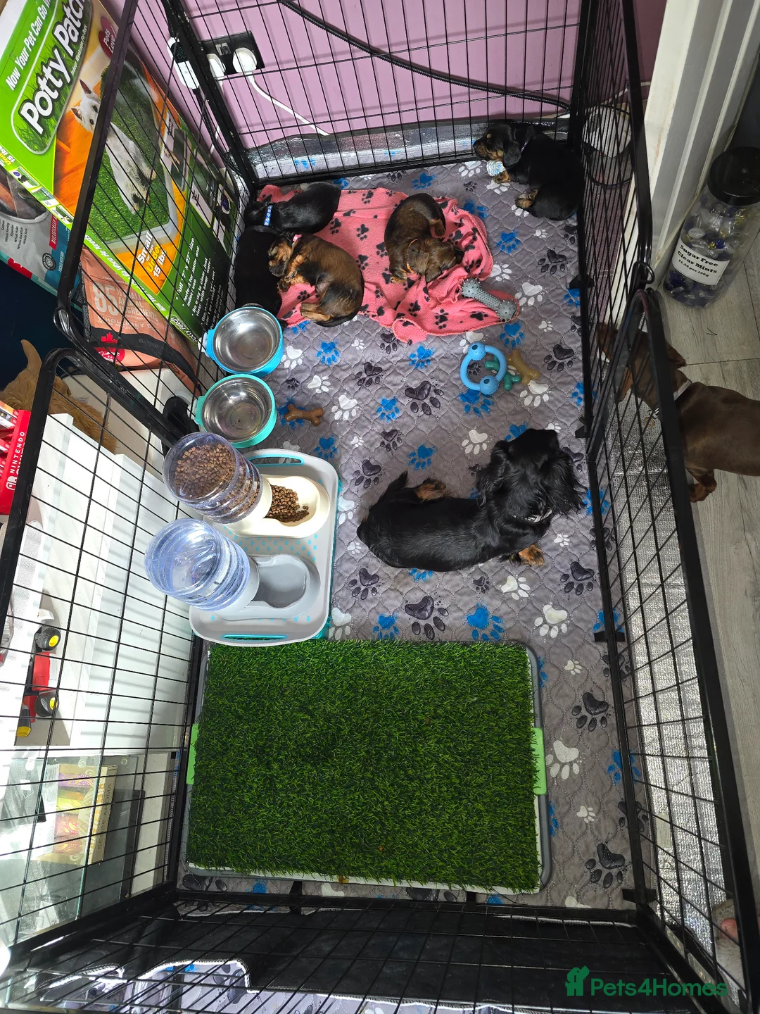 Miniature Dachshund dogs for sale: KC reg, Miniature Longhaired Dachshund in Tadcaster - Advert 2