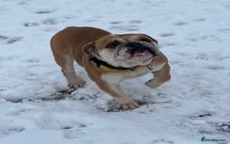 English Bulldog dogs for sale: English bulldog for sale - Advert 4