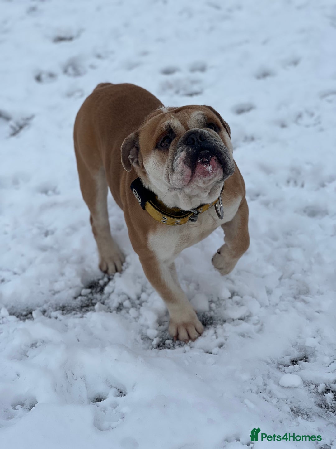 English Bulldog dogs for sale: English bulldog for sale - Advert 4