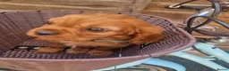 Cavalier King Charles Spaniel dogs for sale: Healthy & House-Trained Cavalier King Charles  in Brighton - Advert 2