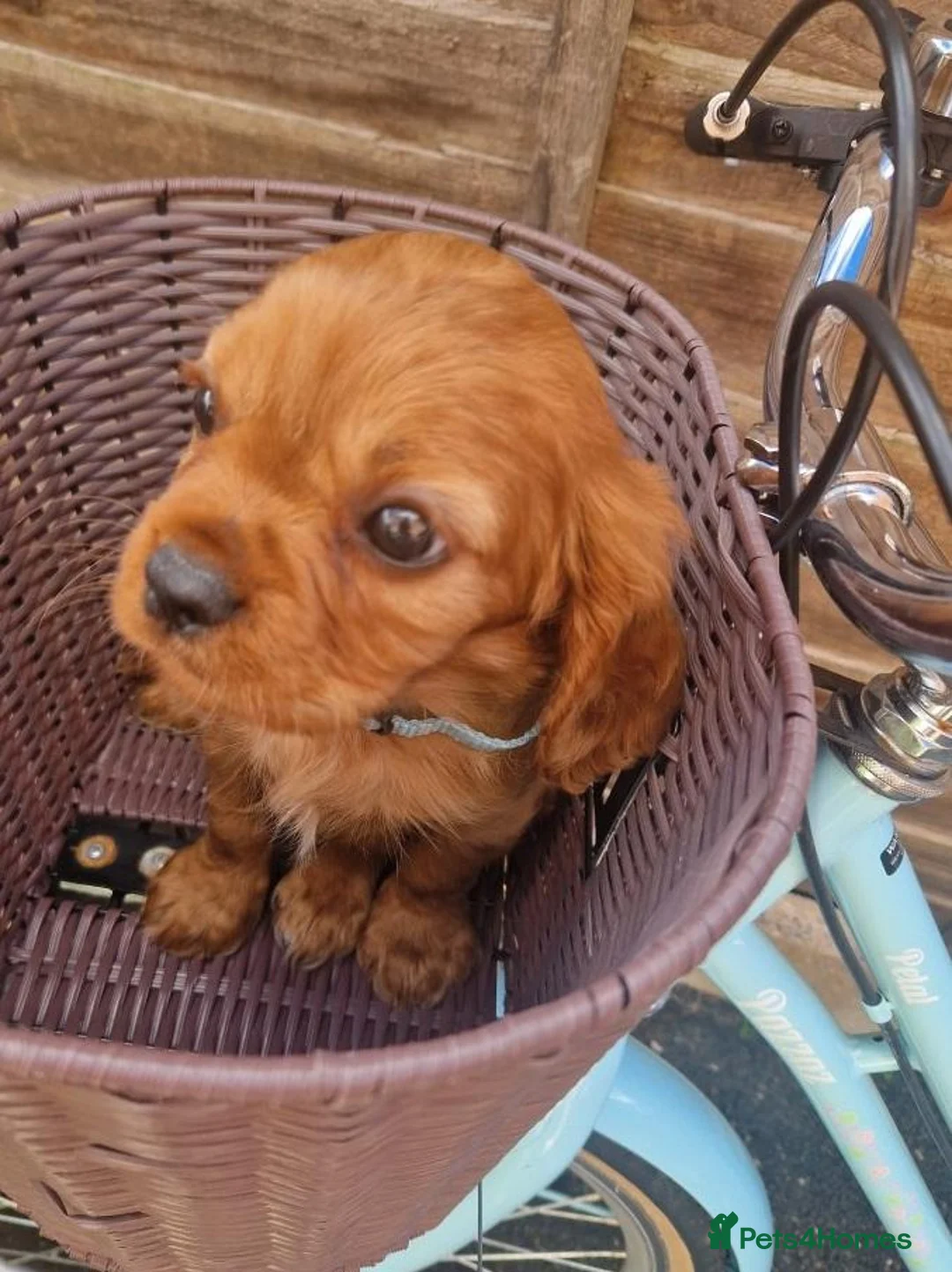 Cavalier King Charles Spaniel dogs for sale: Healthy & House-Trained Cavalier King Charles  in Brighton - Advert 2