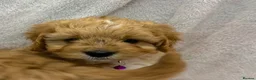 Cavapoo dogs for sale: Bred From Health Tested Parents Cavapoo Girls - Advert 11