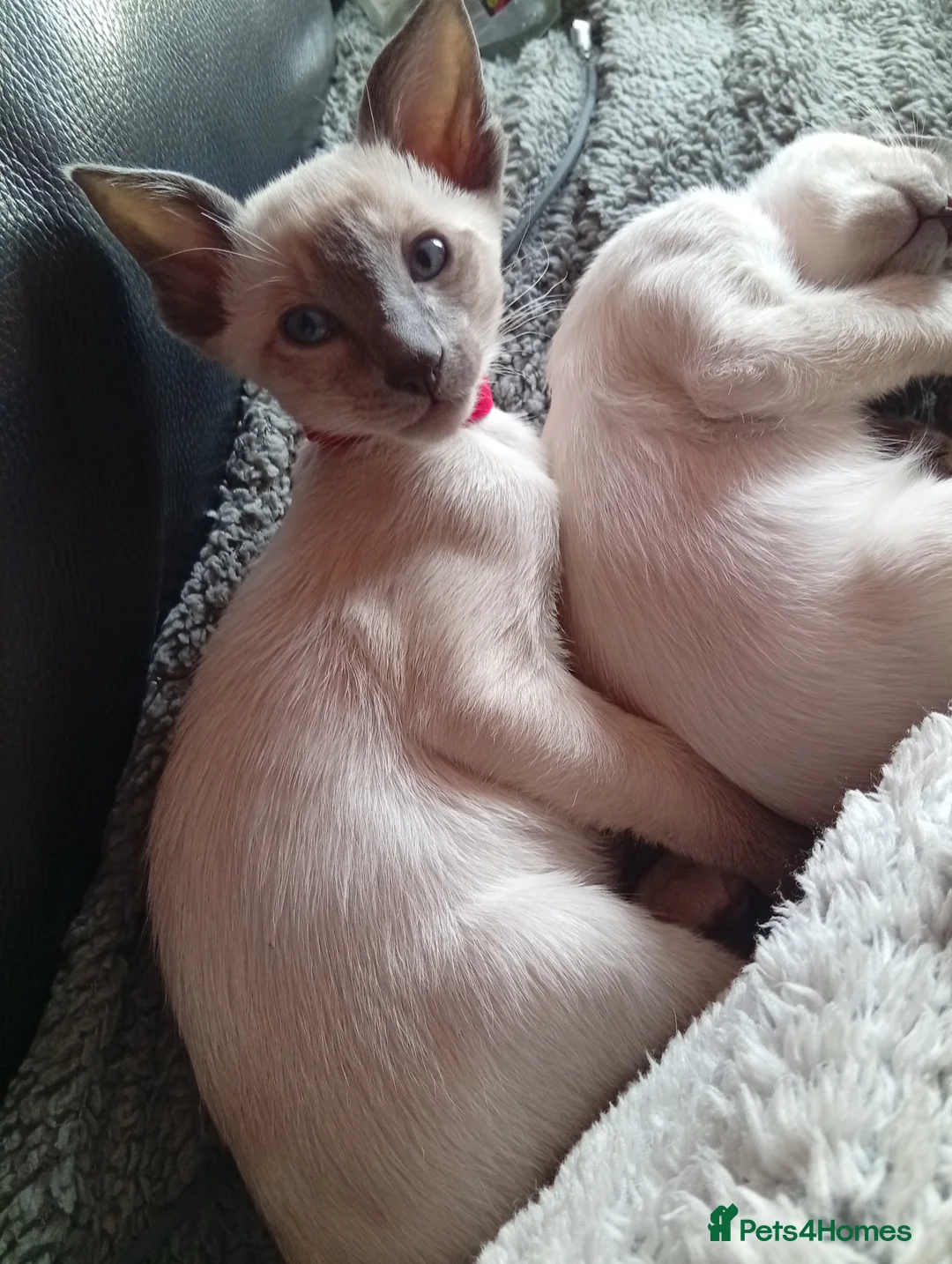 Siamese cats for sale: Gorgeous Siamese kittens!! - Advert 20