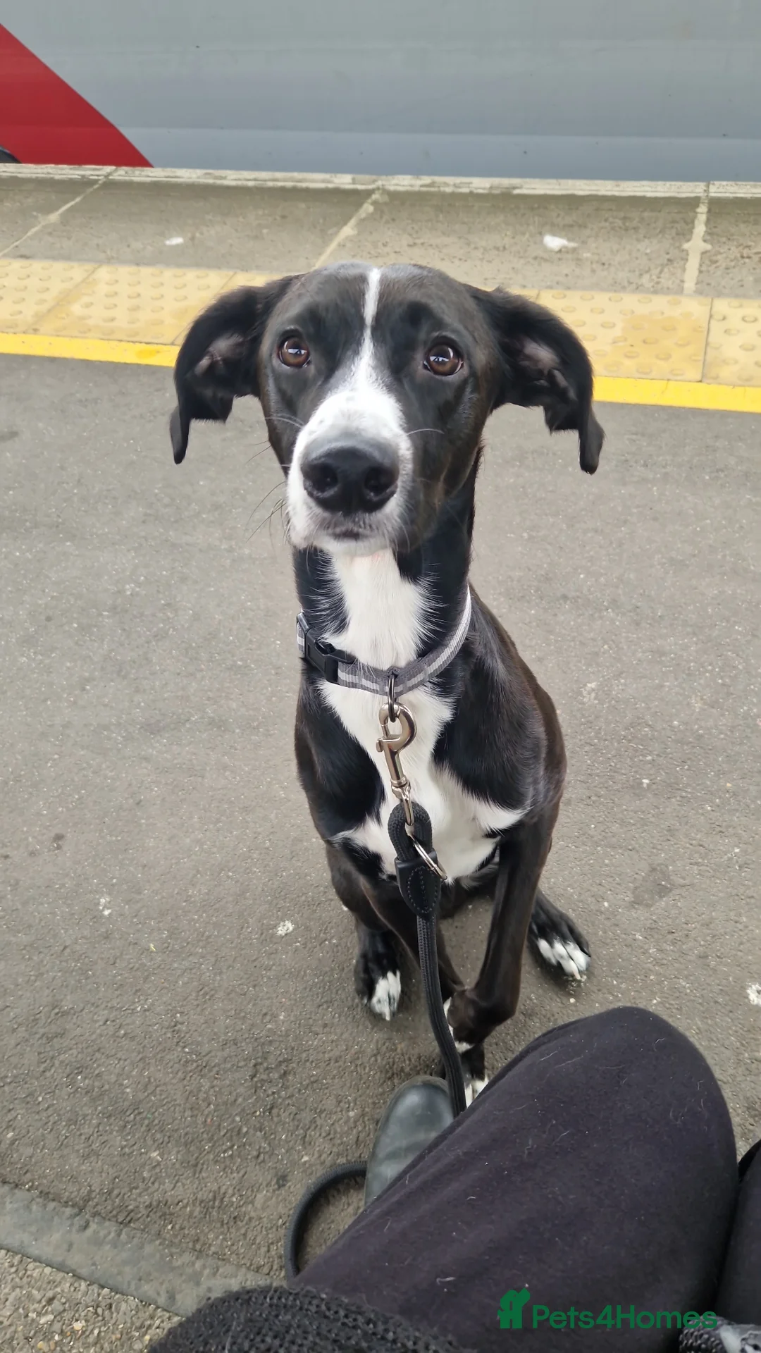 Mixed Breed dogs for sale: Whippet Lurcher in Bury Saint Edmunds - Advert 2