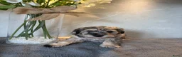 Schnoodle dogs for sale: Never been seen before Toy Schnoodles - Advert 7