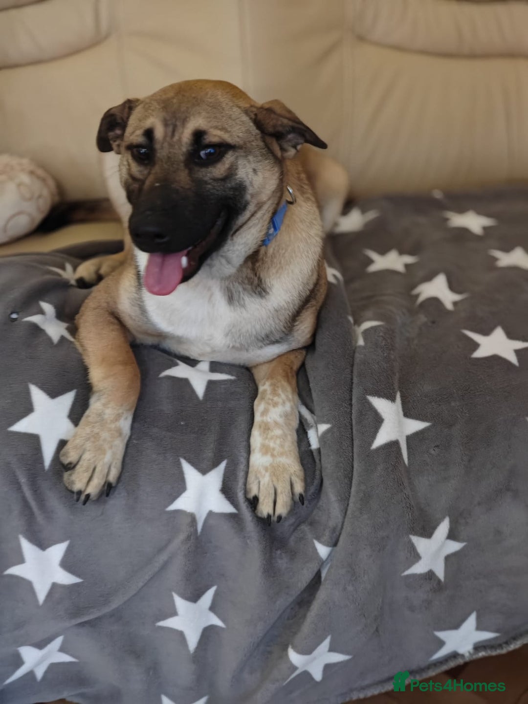 Mixed Breed dogs for adoption: ❤️Lisa, cheerful 7-month-old lower-medium girl ❤️ - Advert 5