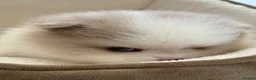 Pomeranian dogs for sale: Adorable 🤍 Pomeranian With Sweet Temperament - Advert 13