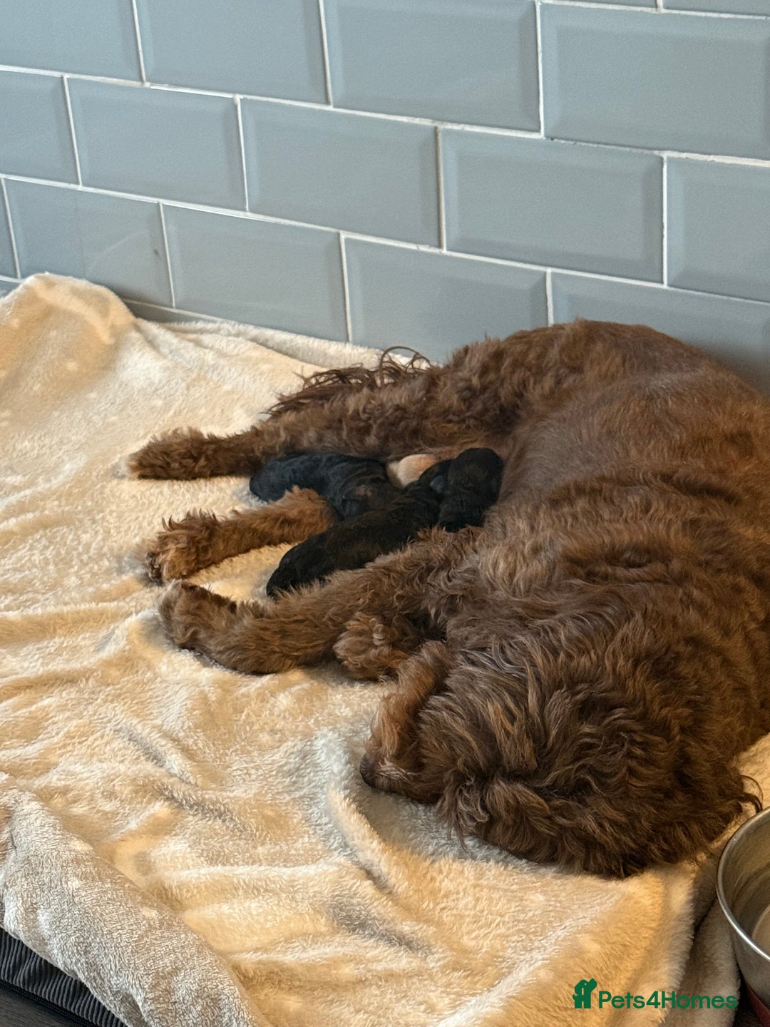 Cockapoo dogs for sale: F1 cockapoo puppies LAST GIRL  - Image 3