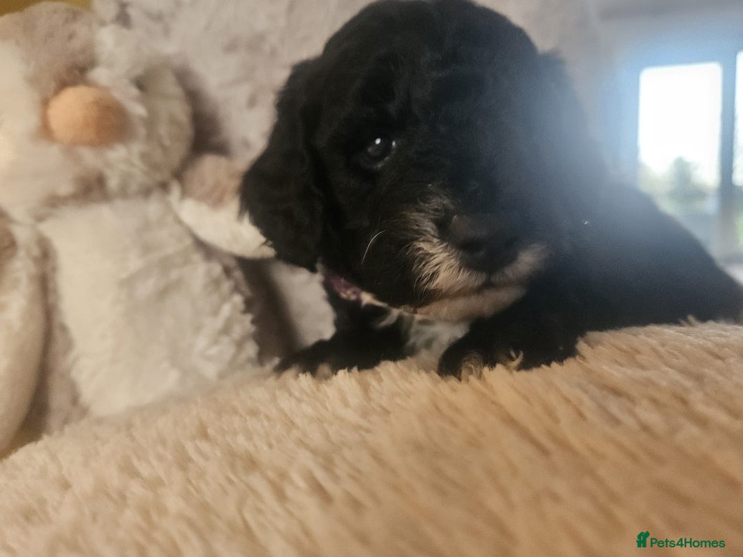 Schnoodle dogs for sale: Schnoodle Puppies - Advert 21