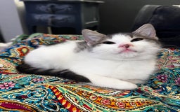 Domestic Shorthair cats for sale: Beautiful grey and white kittens  - Image 3