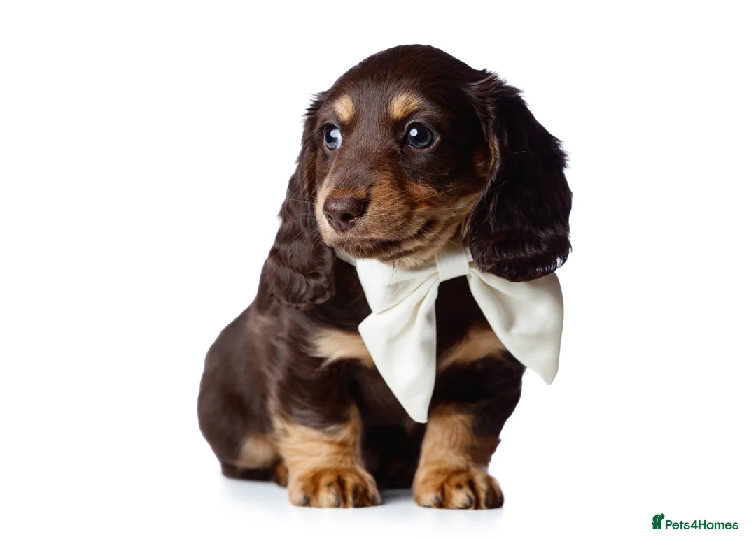 Miniature Dachshund dogs for sale: KC Chocolate & Tan Long Hair Miniature Dachshund - Advert 2