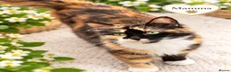 Mixed Breed cats for sale: Beautiful,  Kittens Looking for Loving Homes  - Advert 1