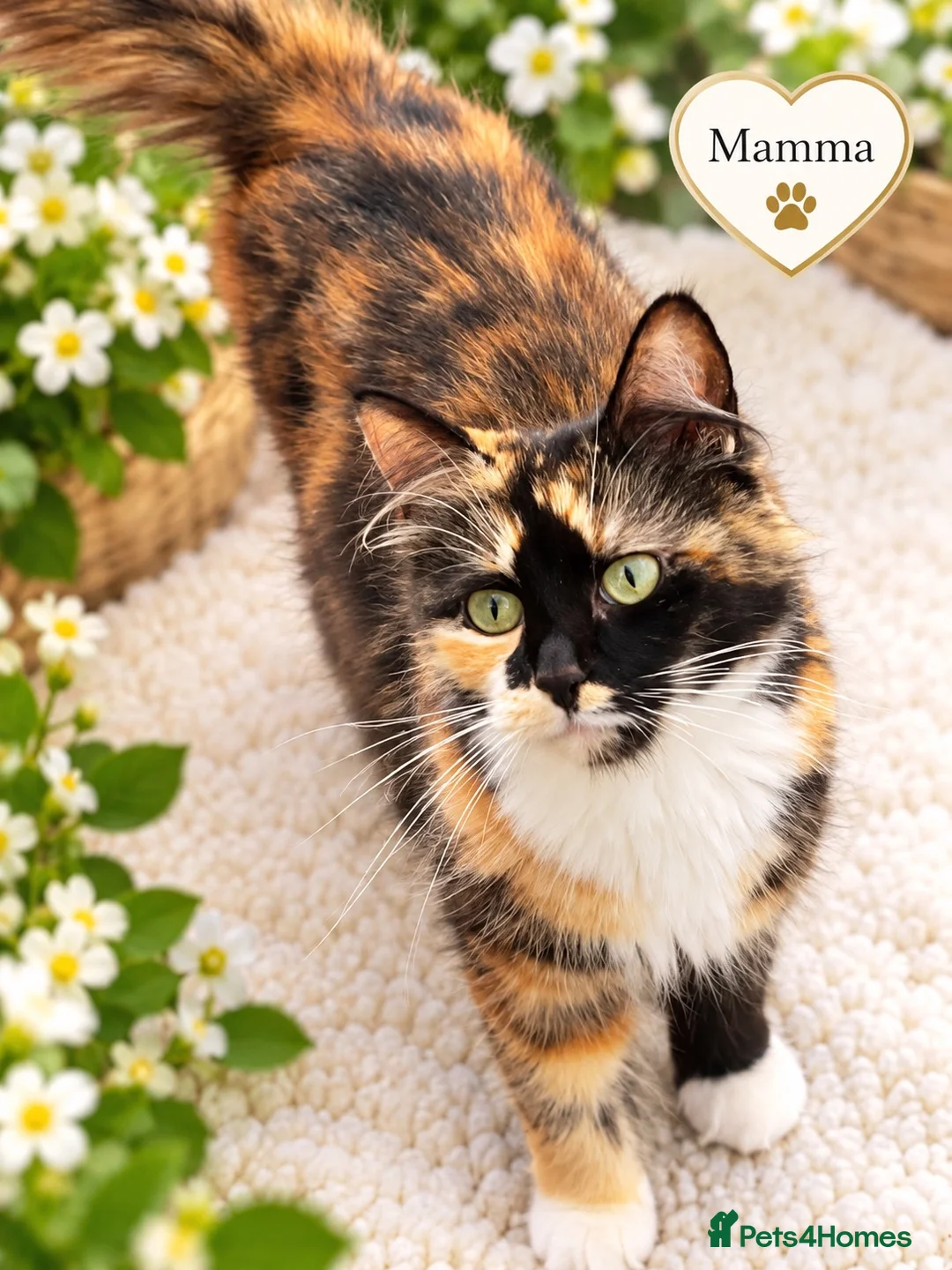 Mixed Breed cats for sale: Beautiful,  Kittens Looking for Loving Homes  - Advert 1