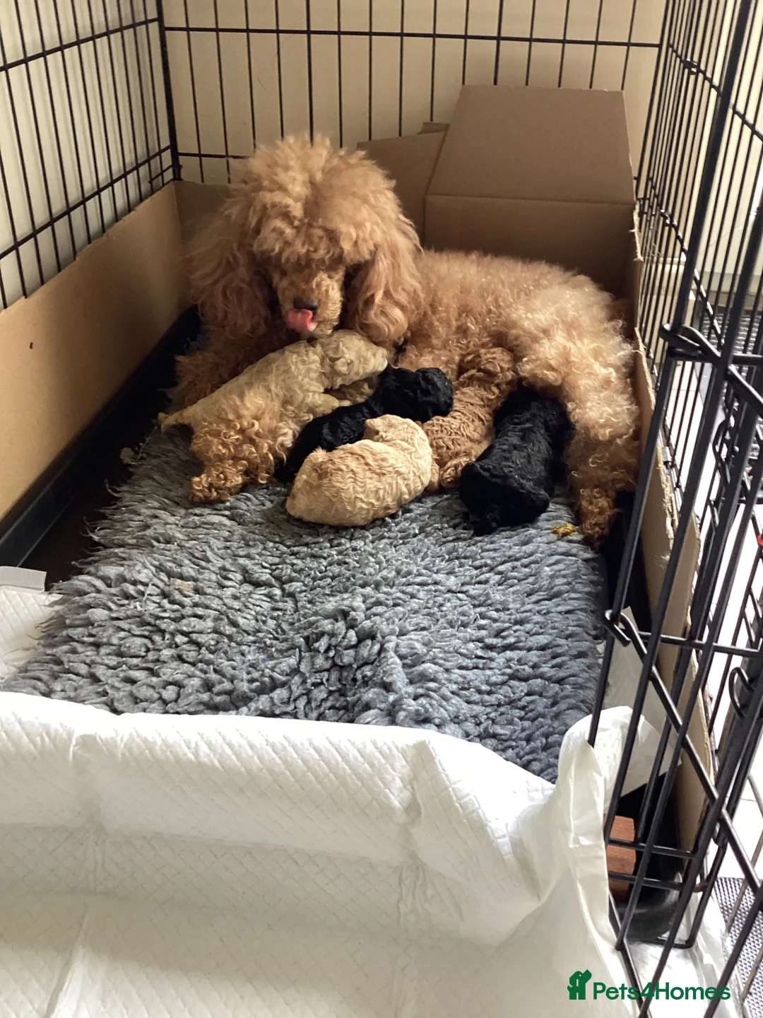 Toy Poodle dogs for sale: Stunning Toy Poodles - Advert 1