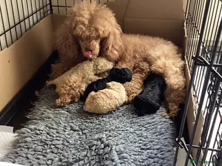 Toy Poodle dogs Stunning Toy Poodles - Advert 4