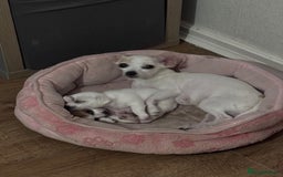 Mixed Breed dogs for sale: Chihuahua x jack  - Image 5