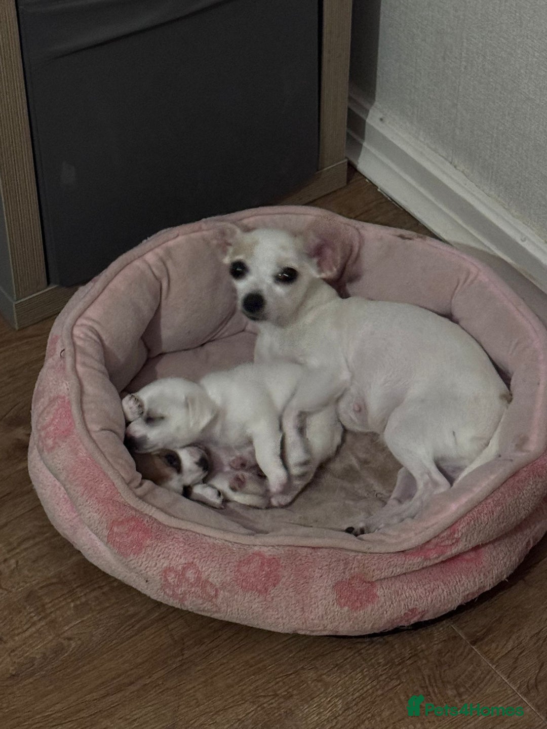 Mixed Breed dogs for sale: Chihuahua x jack  - Image 5