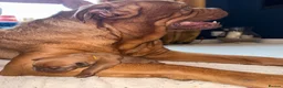 Dogue De Bordeaux dogs for sale: Dogue de bordeux puppies  - Advert 13