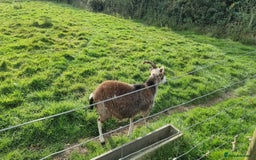 Sheep livestock for sale: Shetland Ram and Soay Ewe - Image 6