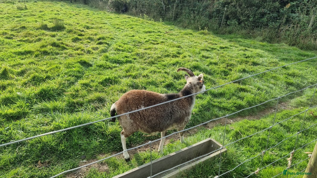 Sheep livestock for sale: Shetland Ram and Soay Ewe - Image 6
