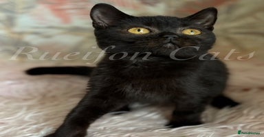 British Shorthair cats - Advert 9