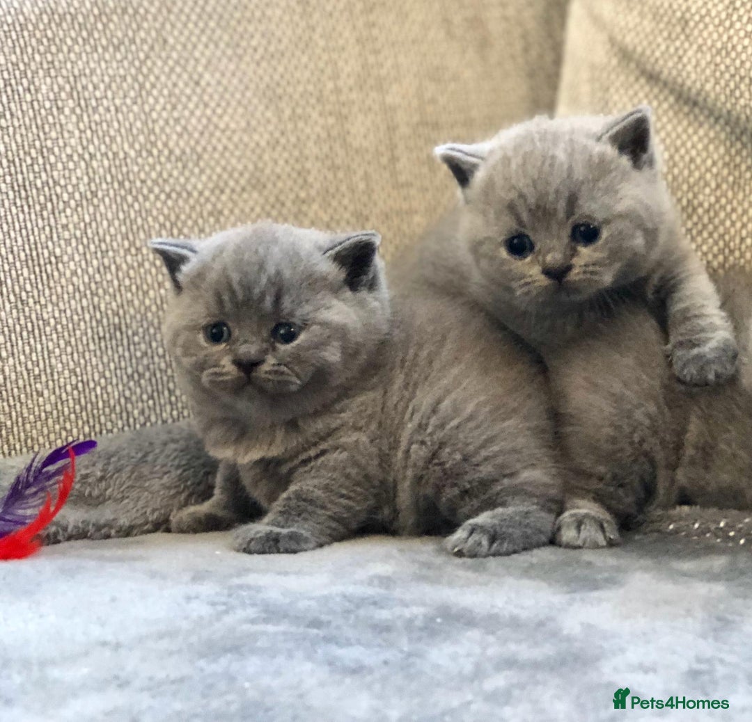 British Shorthair cats for sale: Chunky GCCF Reg  Blue British Shorthair Kittens  - Image 1