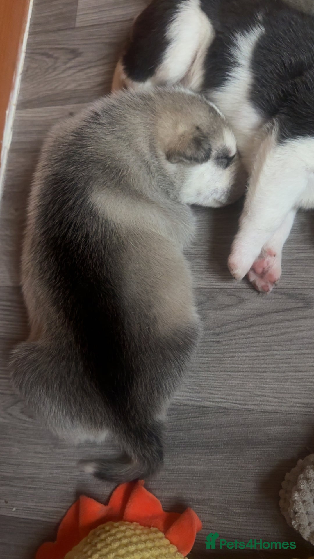Siberian Husky dogs for sale: Husky Puppies – Ready 22/12/25 🐾  - Advert 5