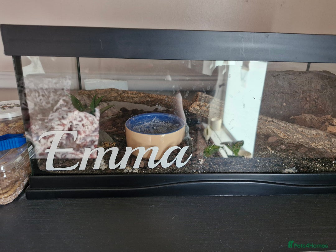 Spiders invertebrates for sale: Mexican fire leg - Advert 3