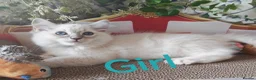 Ragdoll cats for sale: GCCF REGISTERED BEAUTIFUL RAGDOLLS KITTENS  - Advert 10