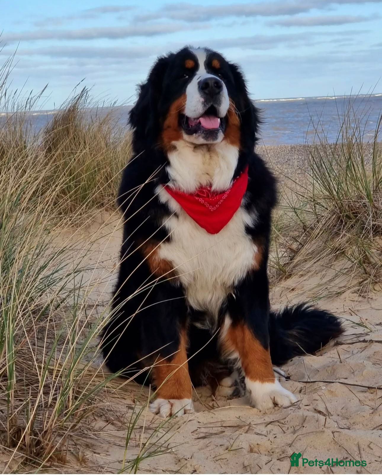 Bernese Mountain Dog dogs Stunning proven stud dog  - Advert 4