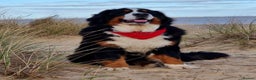 Bernese Mountain Dog dogs for stud: Stunning proven stud dog  - Advert 1