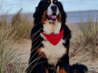 Bernese Mountain Dog dogs Stunning proven stud dog - Advert 1