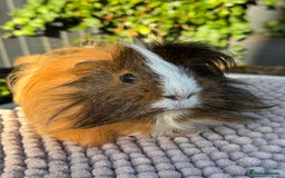 Guinea Pig rodents for sale: 2 year old male piggy  - Advert 1