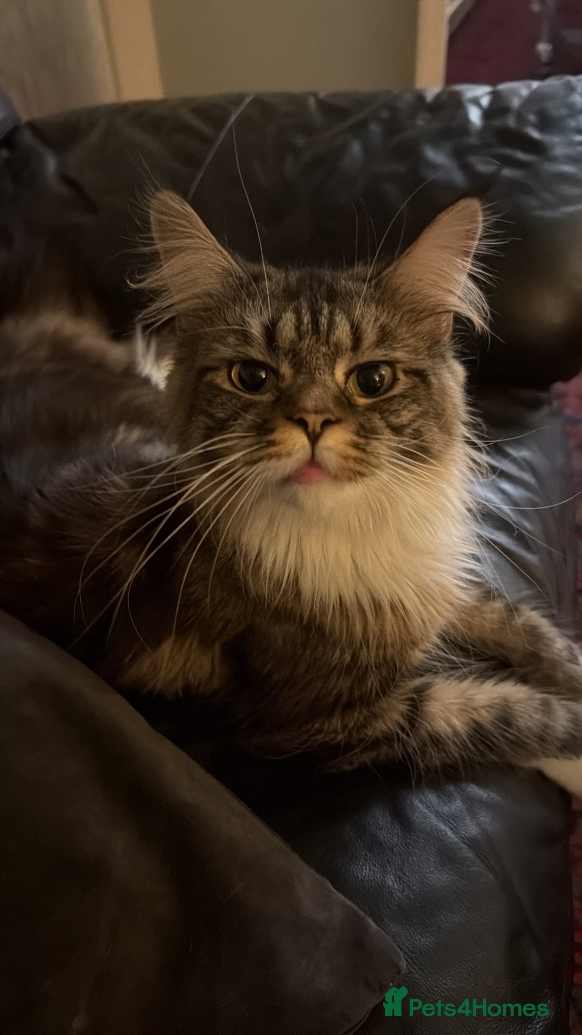 Maine Coon cats Very Large Black Tabby Maine Coon - Advert 1