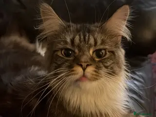 Maine Coon cats Very Large Black Tabby Maine Coon - Advert 1