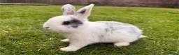 Mixed Breed rabbits for sale: Baby Bunnies! (Ready to Go Home!) - Advert 6