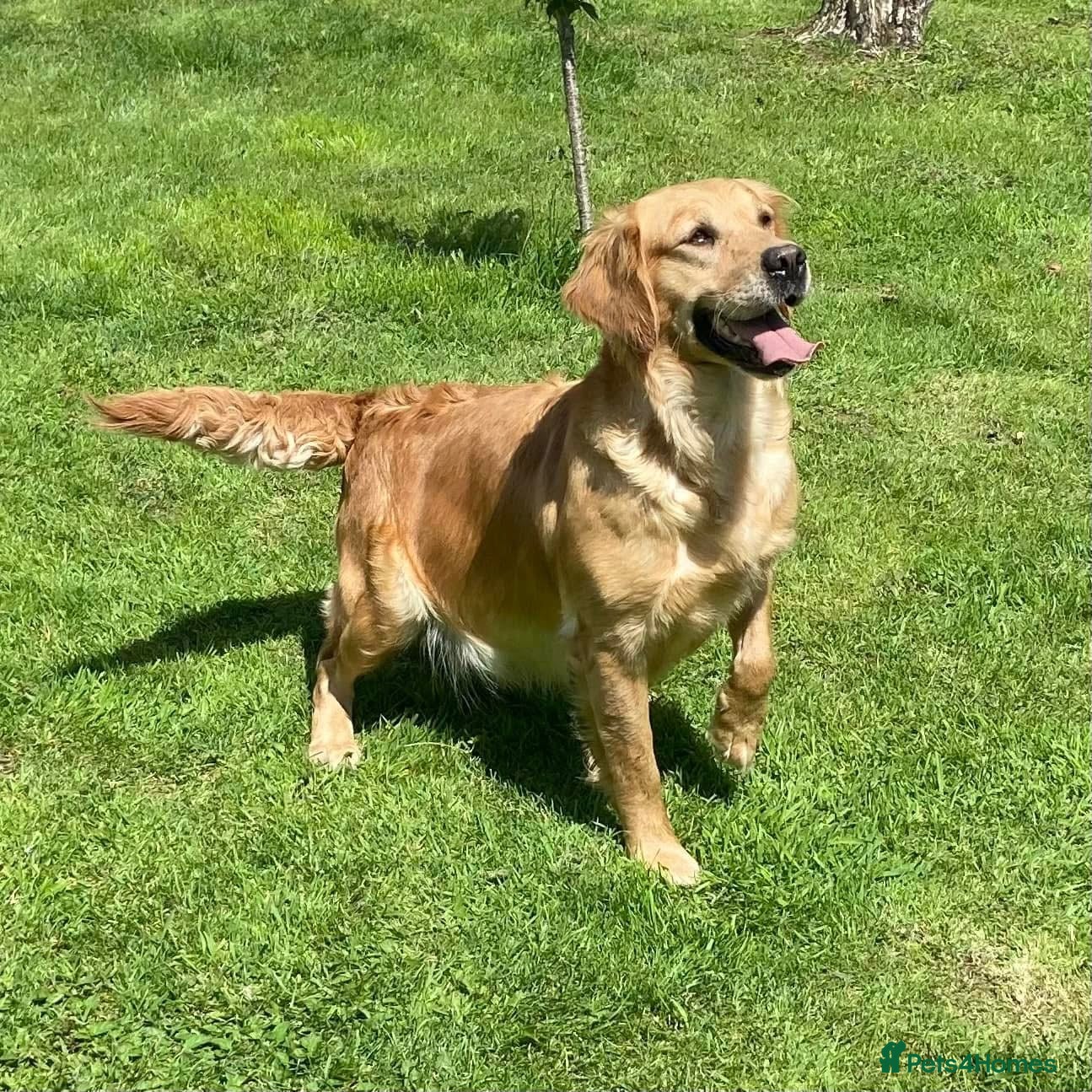 Golden Retriever dogs Amber has a wonderful nature  - Advert 5