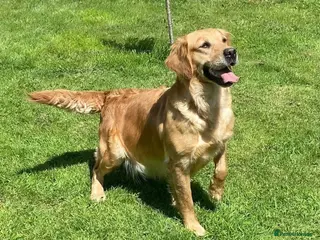 Golden Retriever dogs Amber has a wonderful nature - Advert 5