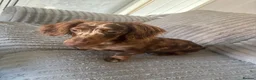 Dachshund dogs for sale: Female dapple dachshund   in Bilston - Advert 4
