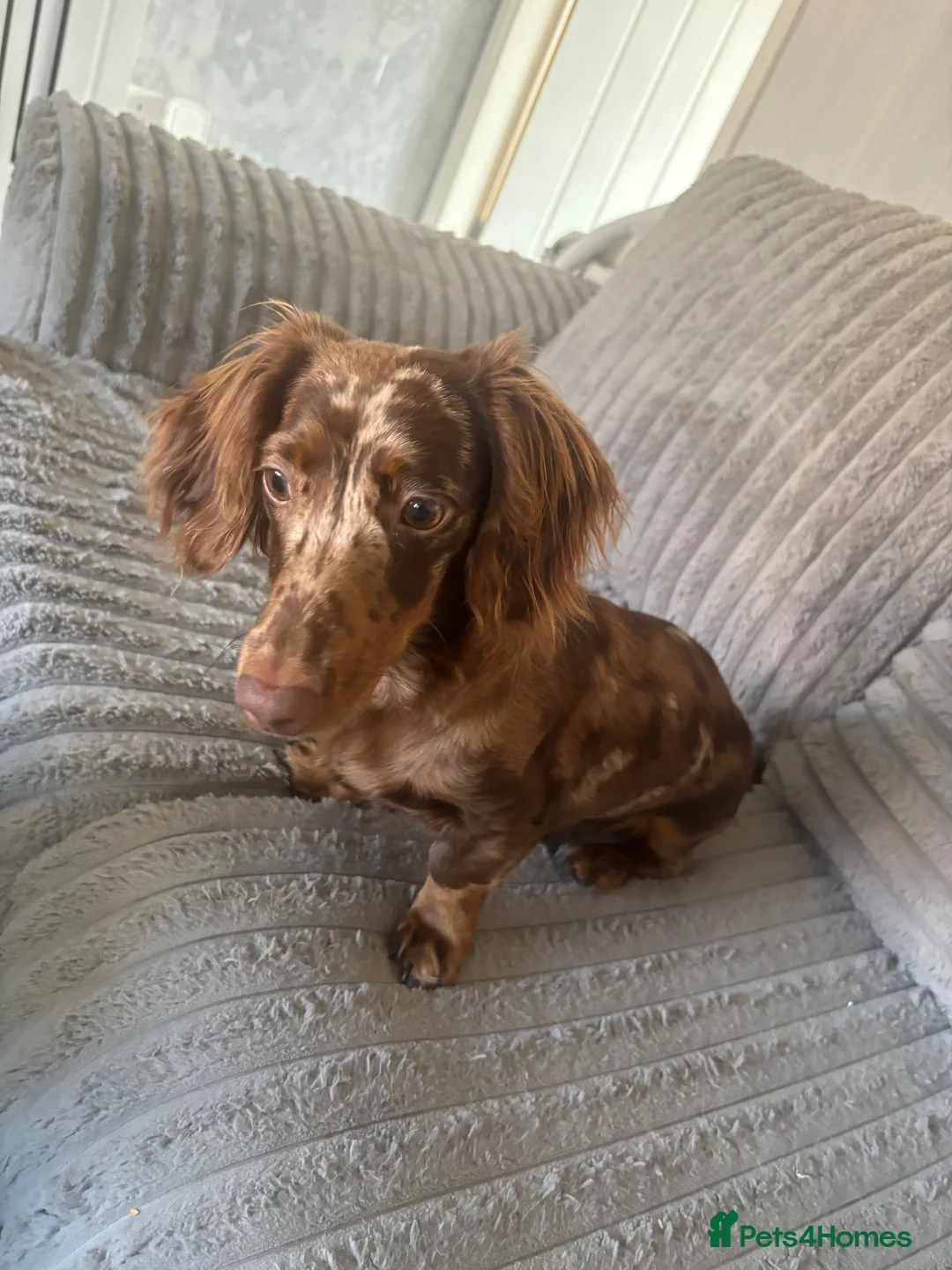 Dachshund dogs for sale: Female dapple dachshund   in Bilston - Advert 4