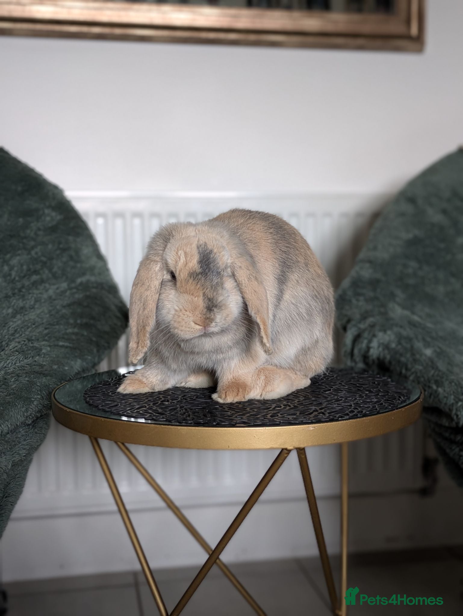 Mini Lop rabbits Beautiful Bunnies.  - Advert 1